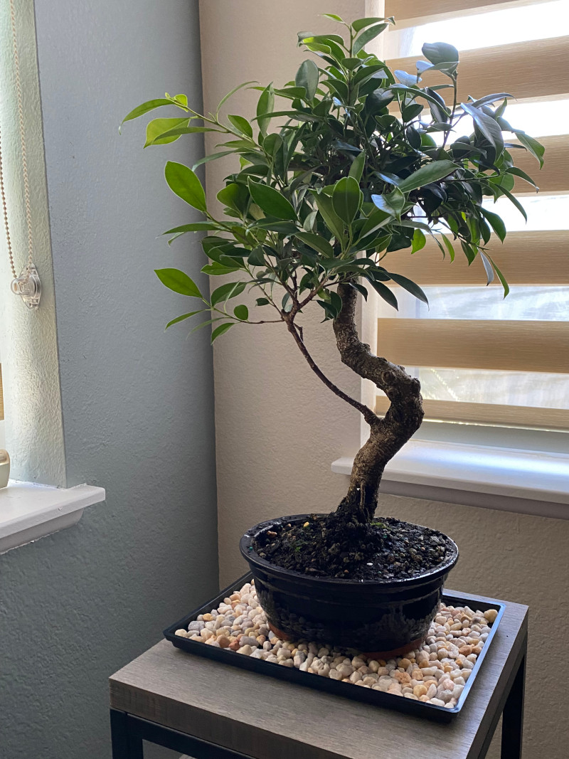 One Year Anniversary Golden Gate Ficus